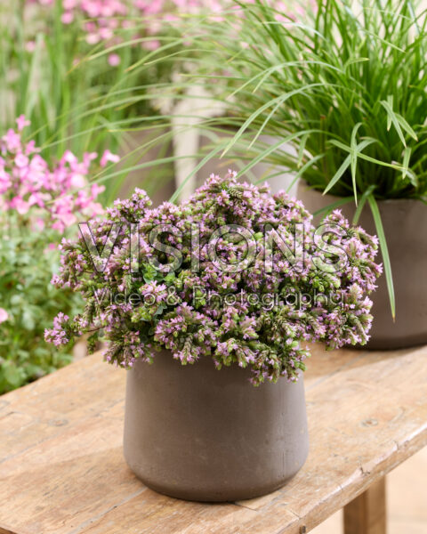 Origanum Dingle Fairy