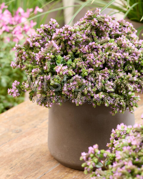 Origanum Dingle Fairy Origanum Dingle Fairy