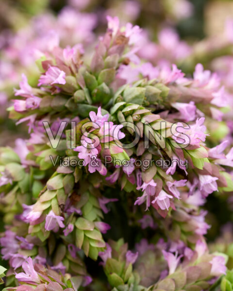 Origanum Dingle Fairy