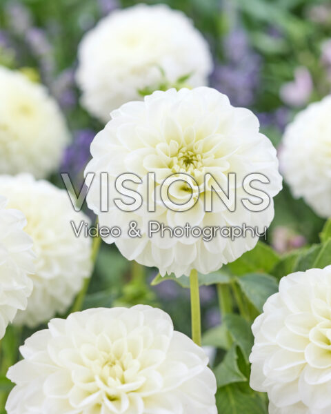 Dahlia White Aster Dahlia White Aster