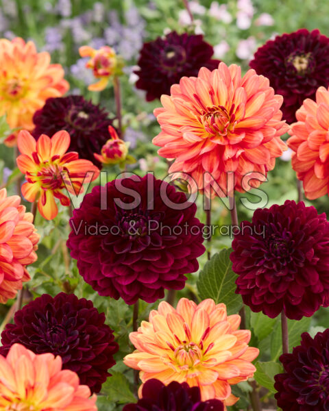 Dahlia Blues Bird, Graceland