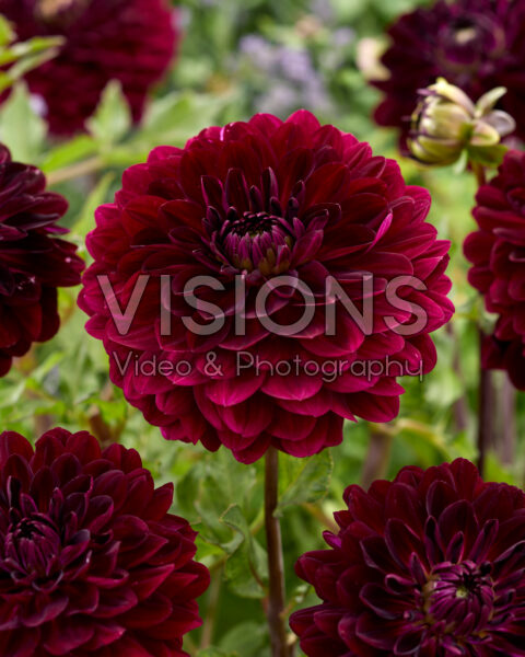 Dahlia Blues Bird