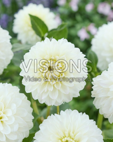 Dahlia Wittem