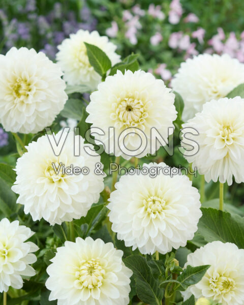 Dahlia Wittem Dahlia Wittem