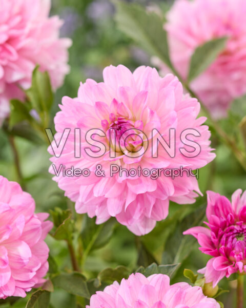 Dahlia Garden Sensation