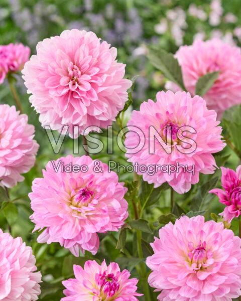 Dahlia Garden Sensation