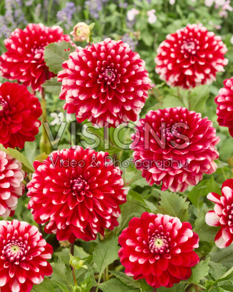 Dahlia Little Tiger Dahlia Little Tiger
