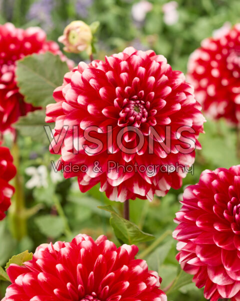 Dahlia Little Tiger Dahlia Little Tiger