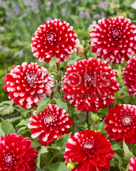 Dahlia Little Tiger Dahlia Little Tiger