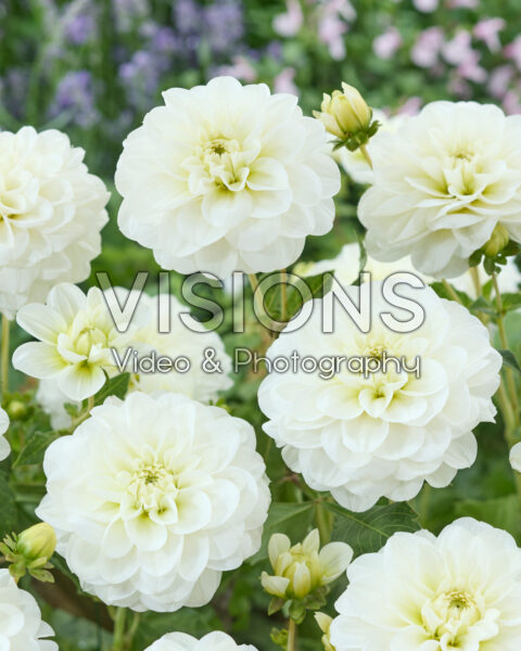 Dahlia Cantarino