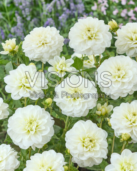Dahlia Cantarino Dahlia Cantarino