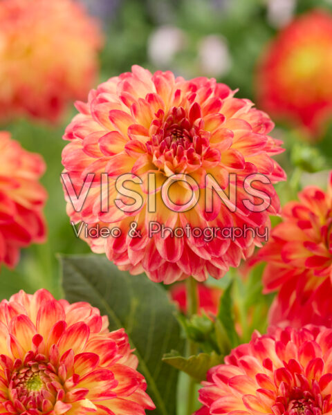 Dahlia Floriande Dahlia Floriande