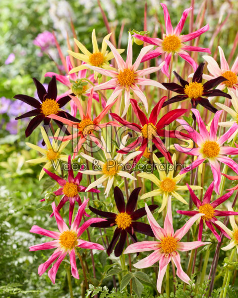 Dahlia Honka mix Dahlia Honka mix
