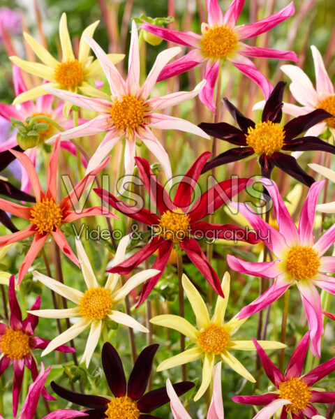 Dahlia Honka mix Dahlia Honka mix