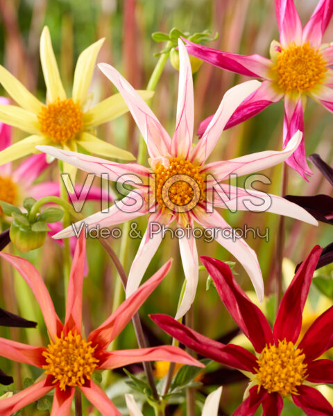 Dahlia Honka mix