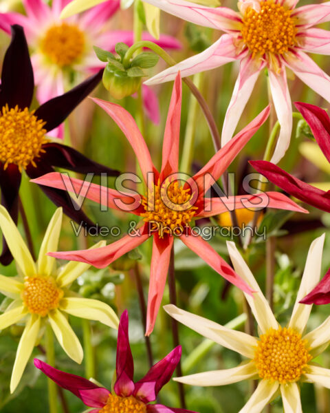 Dahlia Honka mix Dahlia Honka mix