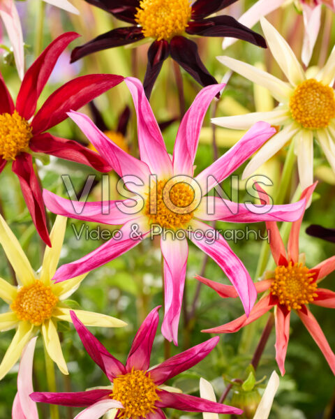 Dahlia Honka mix