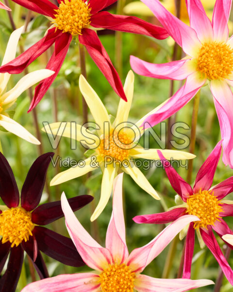 Dahlia Honka mix Dahlia Honka mix