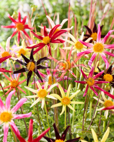 Dahlia Honka mix