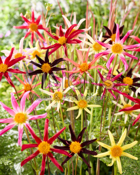 Dahlia Honka mix