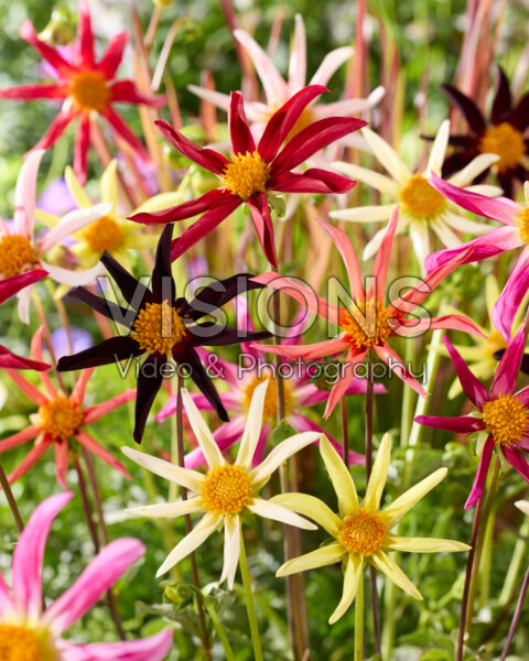 Dahlia Honka mix
