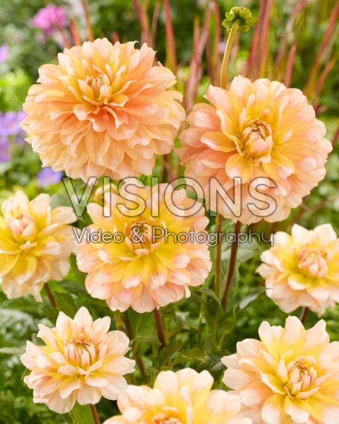 Dahlia Seattle