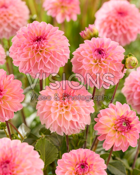 Dahlia Esli