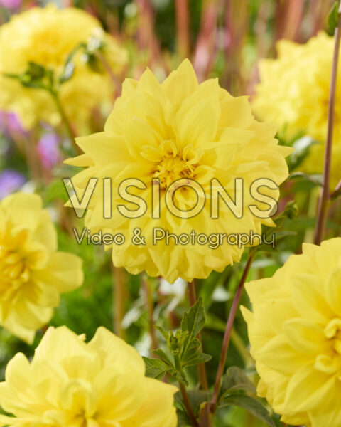 Dahlia Golden Emblem