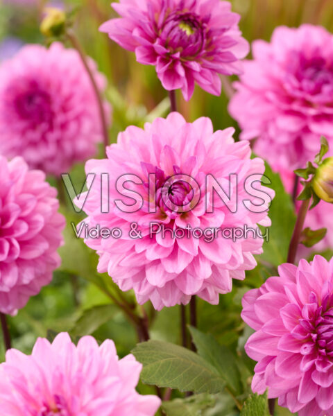 Dahlia Toledo Mirador Dahlia Toledo Mirador