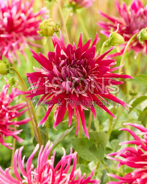 Dahlia China Town Song
