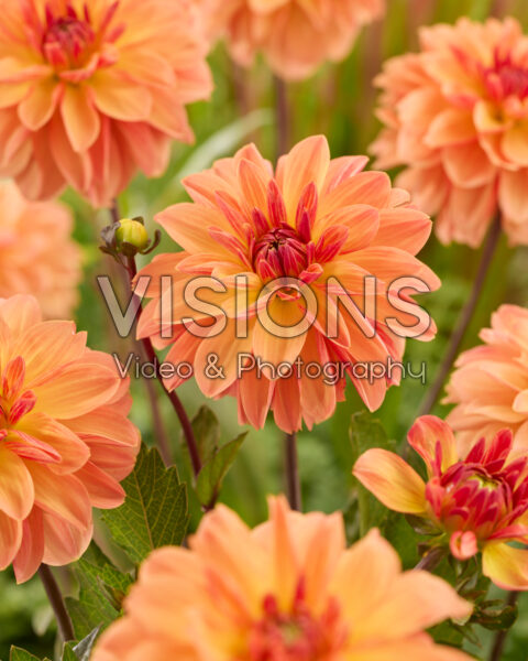 Dahlia Blitzer Dahlia Blitzer
