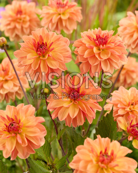 Dahlia Blitzer