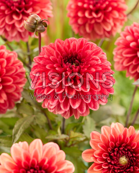 Dahlia Maxime Dahlia Maxime