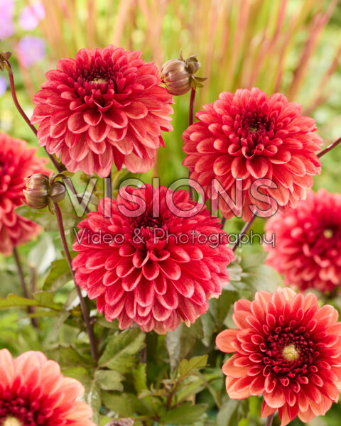 Dahlia Maxime Dahlia Maxime