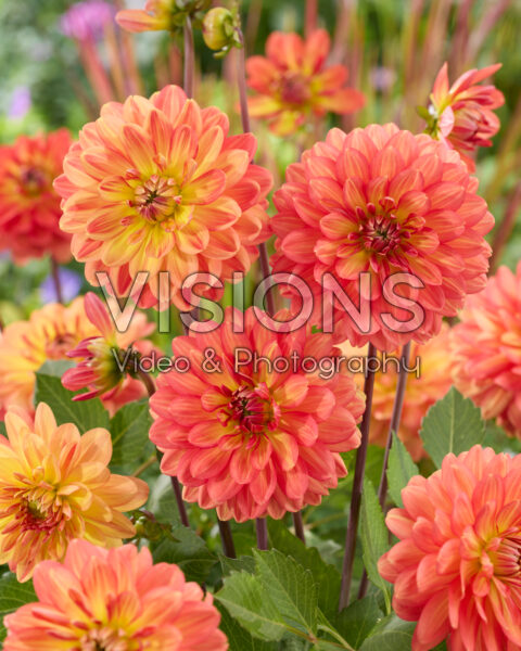 Dahlia Graceland