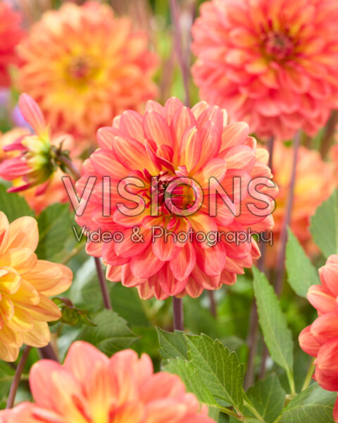 Dahlia Graceland