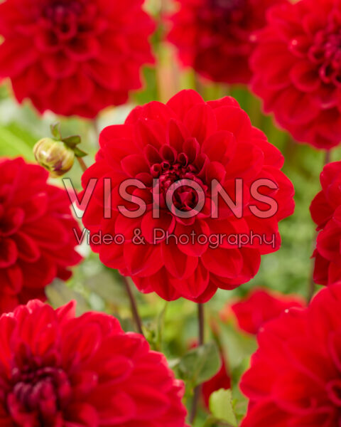 Dahlia Arnhem
