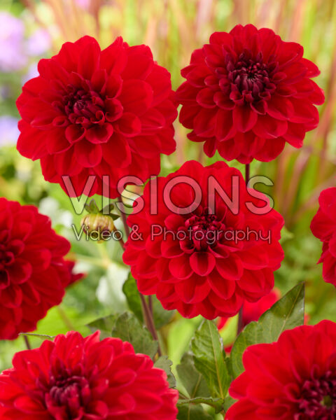 Dahlia Arnhem Dahlia Arnhem