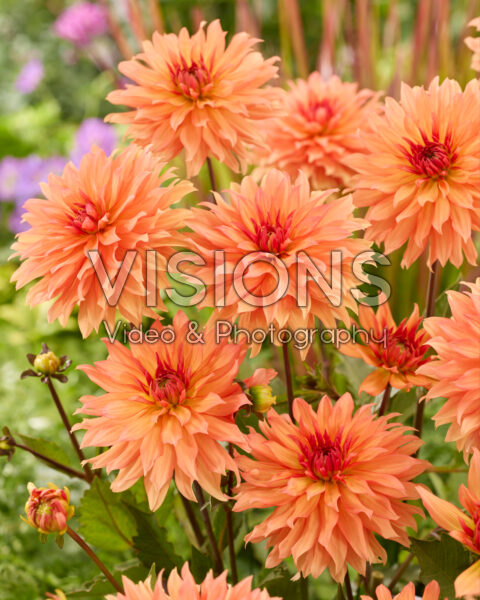 Dahlia Autumn Fairy