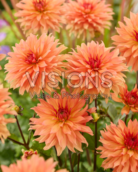 Dahlia Autumn Fairy Dahlia Autumn Fairy