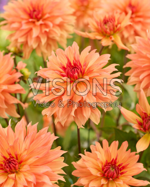 Dahlia Autumn Fairy