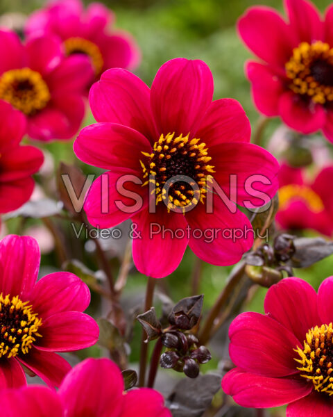 Dahlia Roxy