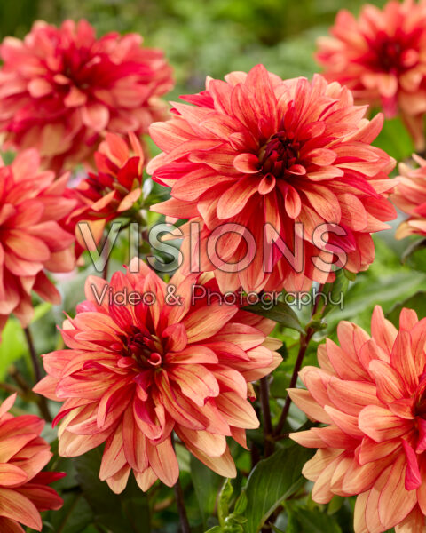 Dahlia Ember Idylle