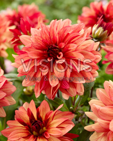 Dahlia Ember Idylle