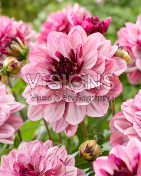Dahlia Creme de Cassis