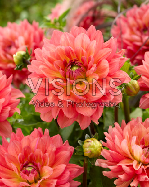Dahlia Salmon Idylle