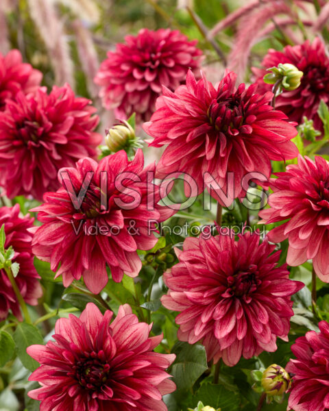 Dahlia My Spirit