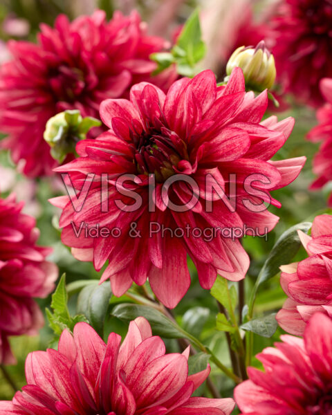 Dahlia My Spirit