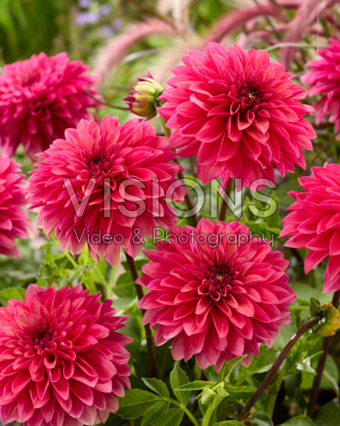 Dahlia Vera