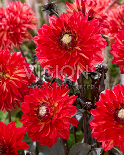 Dahlia Jacobina